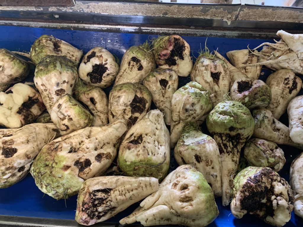 MU Aphanomyces (Bokel, Weddersehl) 2021 – ARGE NORD MU Aphanomyces (Bokel, Weddersehl) 2021 – ARGE NORD