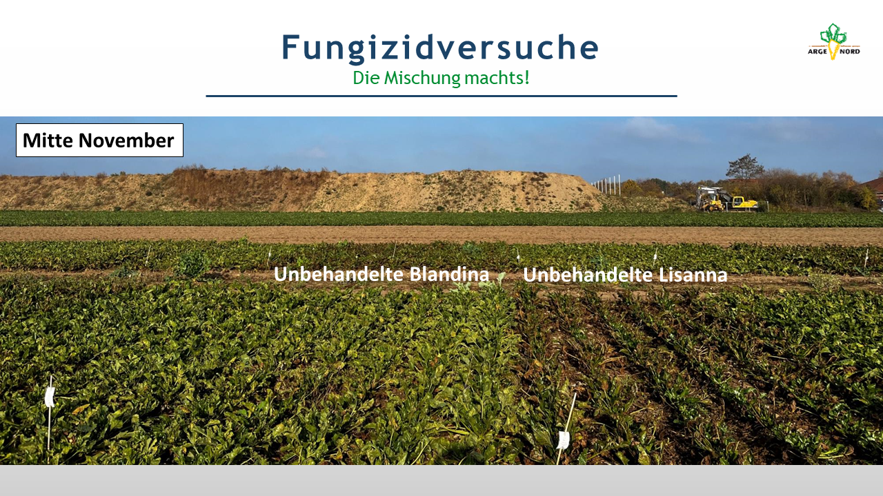 Fungizidversuch Sorte x Fungizidstrategie (Hankensbüttel) 2022